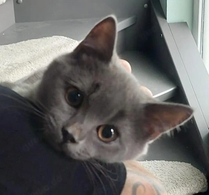 Bkh kitten