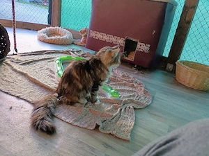 norwegische Waldkatze, Katzen abzugeben!