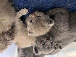 BKH Kitten grau  lilac
