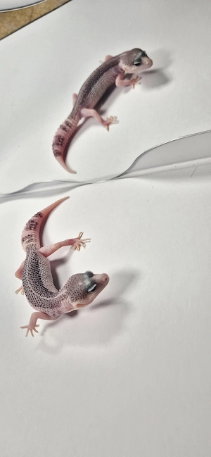 Galaxy Pied 0.1 Leopardgecko 