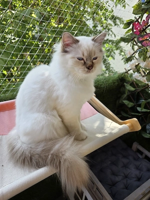 Heilige Birma Kater (Chokolate Tabby Point)