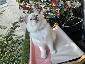 Heilige Birma Kater (Chokolate Tabby Point)