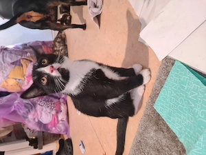 BKK Katzen in liebevolle Hände abzugeben 