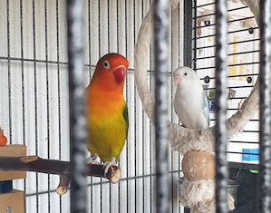 TOTO und POLLY, zwei süße Agaporniden-Pfirsichköpfchen suchen 5* Zuhause
