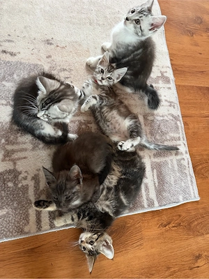 5 Maine-Coon-Mix-Katzen