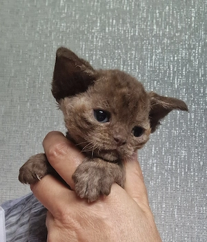 Hübsche Devon Rex Kitten mit Stammbaum können mit 12 Wochen umziehen 