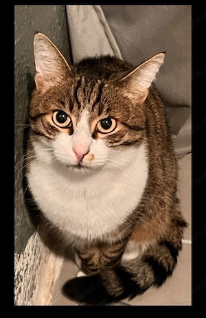 Freigänger Kater 