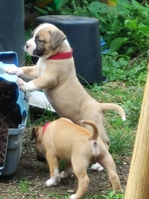 Hundewelpen 
