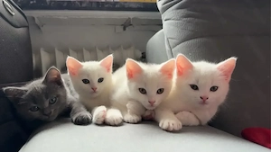 BKH- kitten