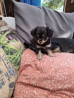 Chihuahua  Mix