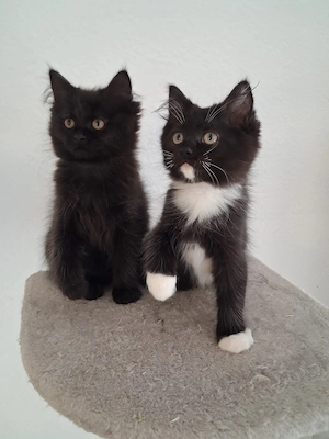 Maine Coon Ragdoll Mix Kitten, Babykatzen, Katzenbabys, cats, Kätzchen