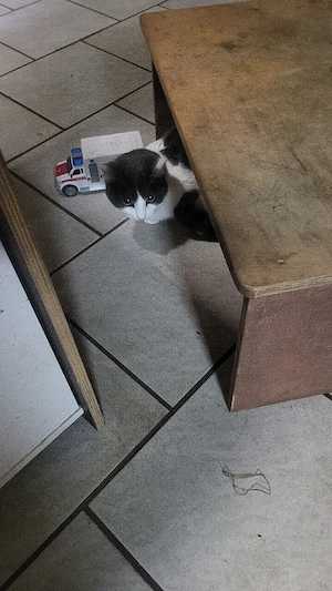 Tragende Katze zu verkaufen 
