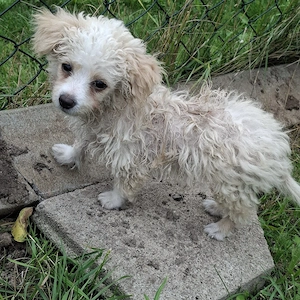 Chihuahua Mix Shih tzu Welpe Rüde