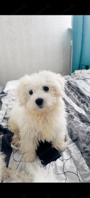 Süßer kleiner Maltipoo-Bichon-Frisé Rüde sucht seine Familie 