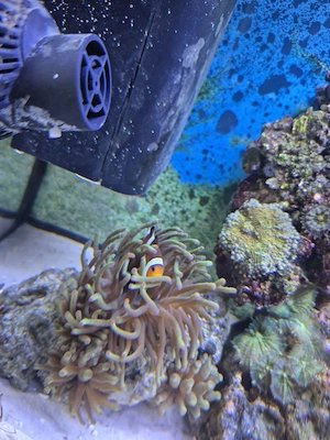 Meerwasser Anemone