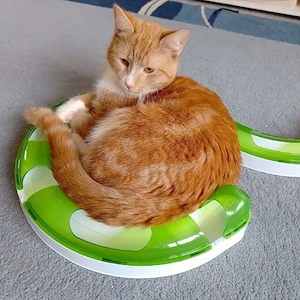 Kater Oskar