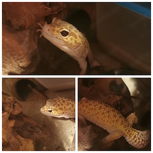 0.1 Leopardgecko Weibchen Tangerine Raptor 