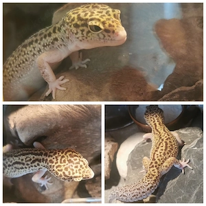 0.1 Leopardgecko Weibchen Tangerine Macksnow Eclipse 