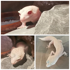 0.1 Leopardgecko Weibchen Super Raptor 