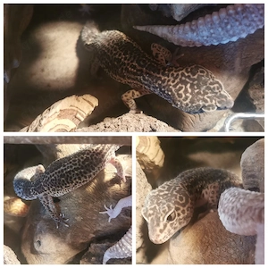 0.1 Leopardgecko Weibchen Macksnow Blacknight Eclipse 