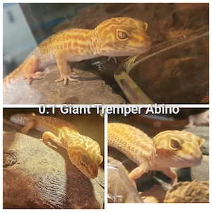 0.1 Leopardgecko (Giant) Weibchen