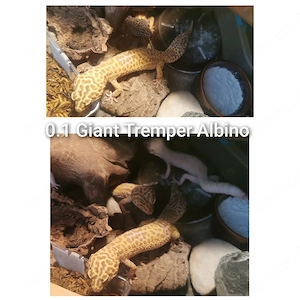 0.1 Leopardgecko (Super) Giant Weibchen 