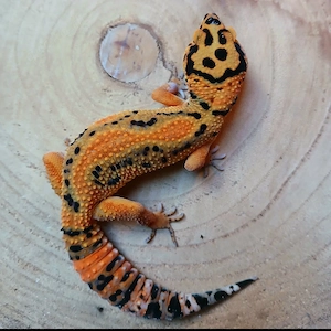 0.1 Clown Leopardgecko Eublepharis Macularius NZ 25