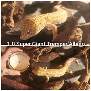 1.0 Leopardgecko Männchen - (Super) Giant Tremper Albino Eclipse 