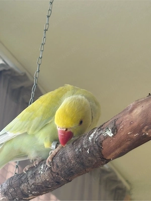 Halsband, Papagei