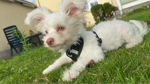 Liebevolles Zuhause für unseren kleinen Chihuahua-Rüden  Baby  gesucht
