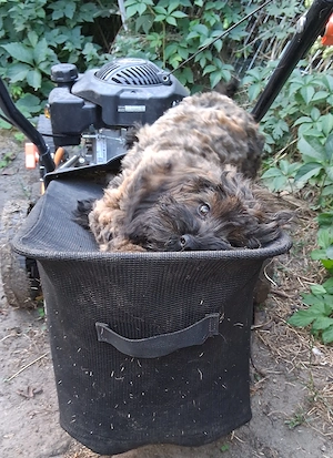 Havapoo Havaneser Toypudel ähnlich Maltipoo Cockpooo