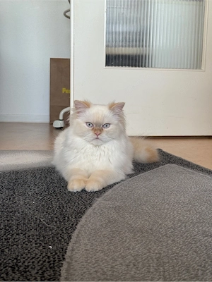 Traumhafter Ragdoll-Kater sucht ein neues Zuhause!