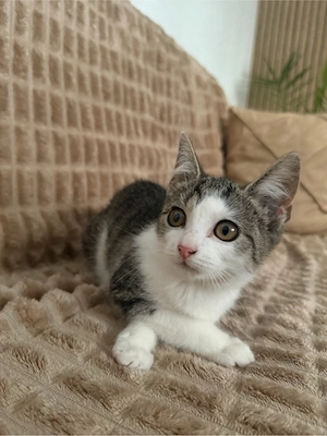 bkh mix kitten 
