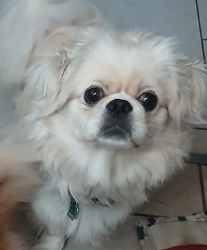 Hübscher Deckrüde Pekinese Malteser mix 