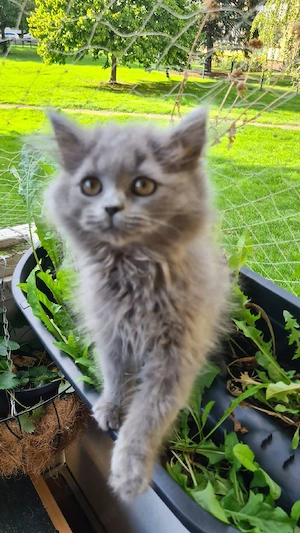 Blh Britisch Langhaar 3 Kitten 14 Wochen jung Bild 2