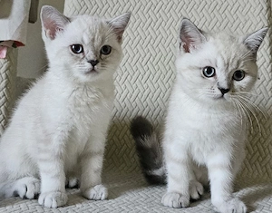 Wunderschöne BKH Kitten (Britisch Kurzhaar)