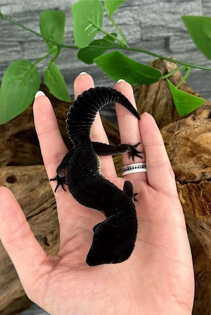  Leopardgecko Weibchen - Eublepharis macularius - Black Night het Eclipse