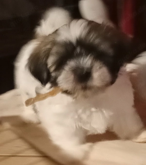 Wunderschöne Shih Tzu Malteser Welpen 
