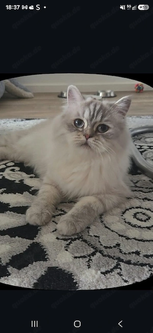 katze zum Verkaufen 
