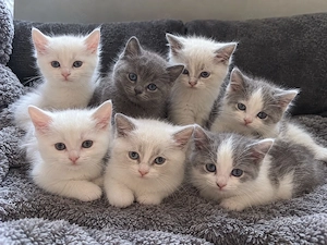 bkh blh kitten ab sofort abgabebereit 
