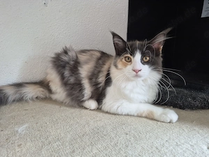 Maine Coon Kitten 