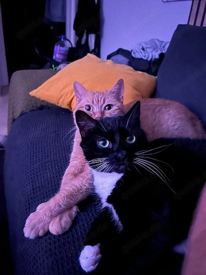 2 super liebe Kater 
