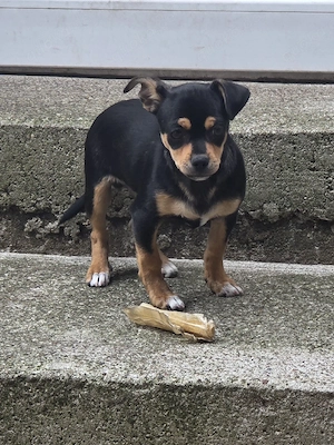 reinrassige Chihuahuas Babys 