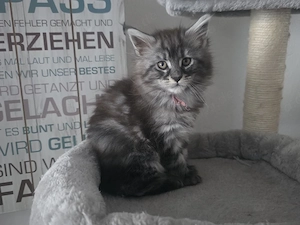 5 Maine Coon Kitten
