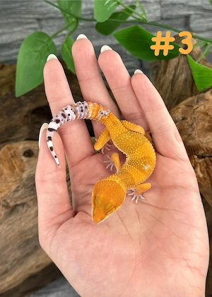 Leopardgecko Männchen - Eublepharis macularius - Blood MT