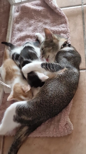 Babys Kätzchen 
