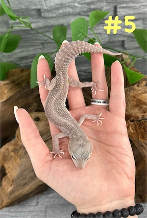  Leopardgecko Weibchen - Eublepharis macularius - Super Platinum