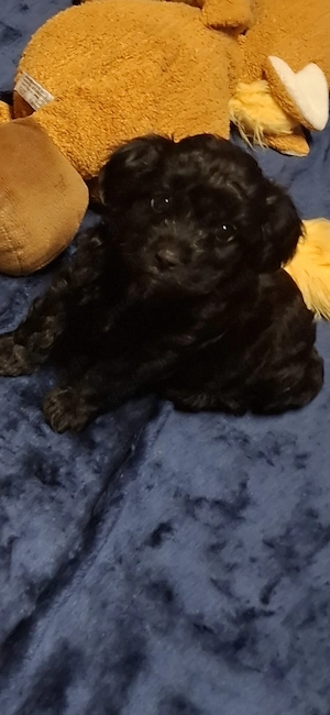Zuckersüsse Maltipoo Welpen  Bild 5