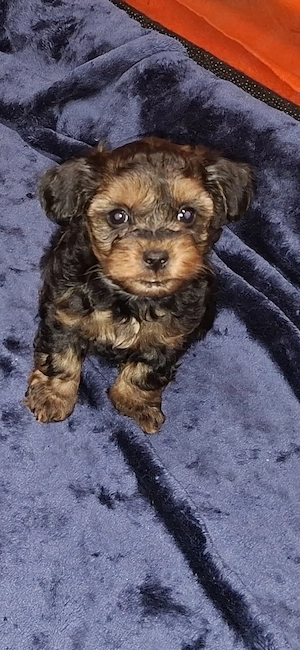 Zuckersüsse Maltipoo Welpen  Bild 9