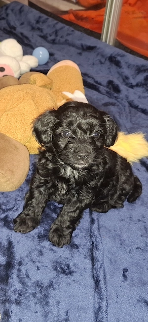 Zuckersüsse Maltipoo Welpen  Bild 10